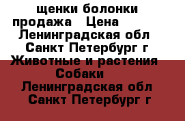 щенки болонки. продажа › Цена ­ 8 000 - Ленинградская обл., Санкт-Петербург г. Животные и растения » Собаки   . Ленинградская обл.,Санкт-Петербург г.